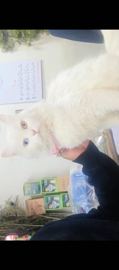 Odd eyes Persian Adult Cat