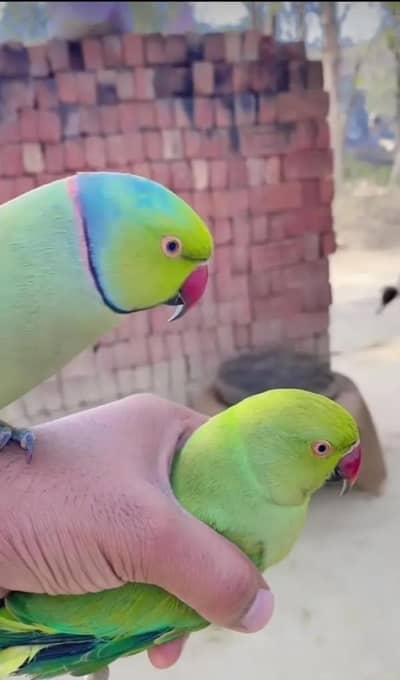 MashaAllah male tamed hai mod par talking krta h breader pair h