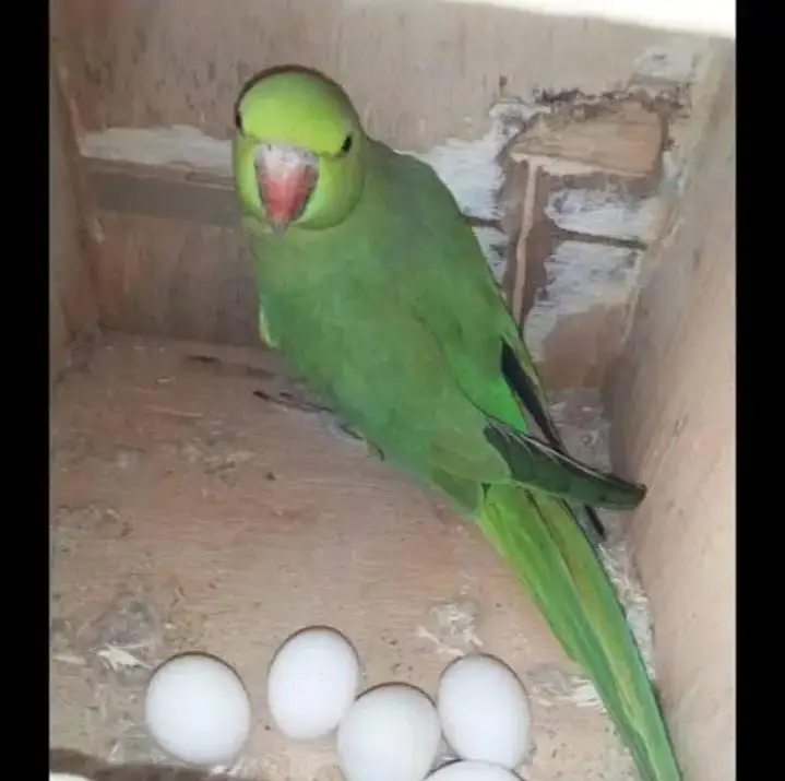 MashaAllah male tamed hai mod par talking krta h breader pair h — photo 3