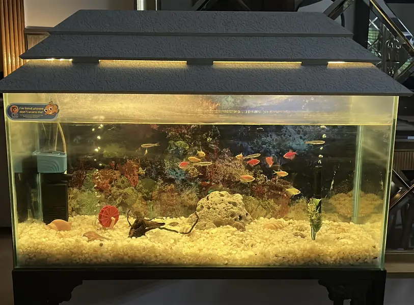 Fish Aquarium