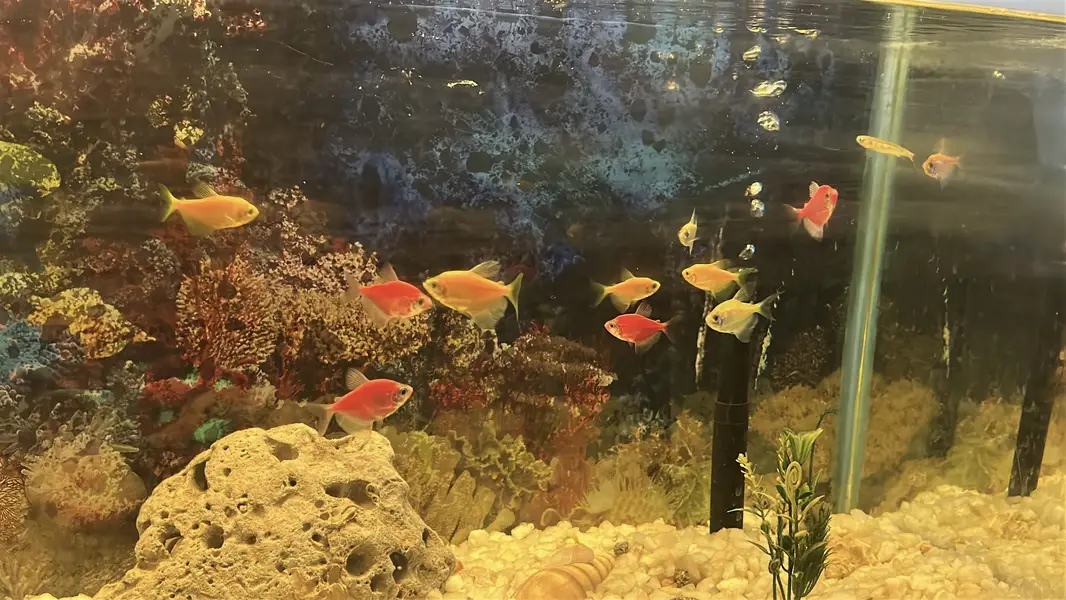 Fish Aquarium — photo 3