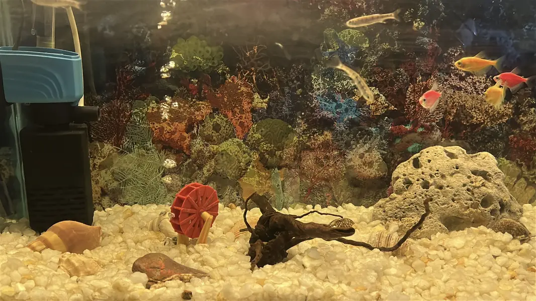 Fish Aquarium — photo 4