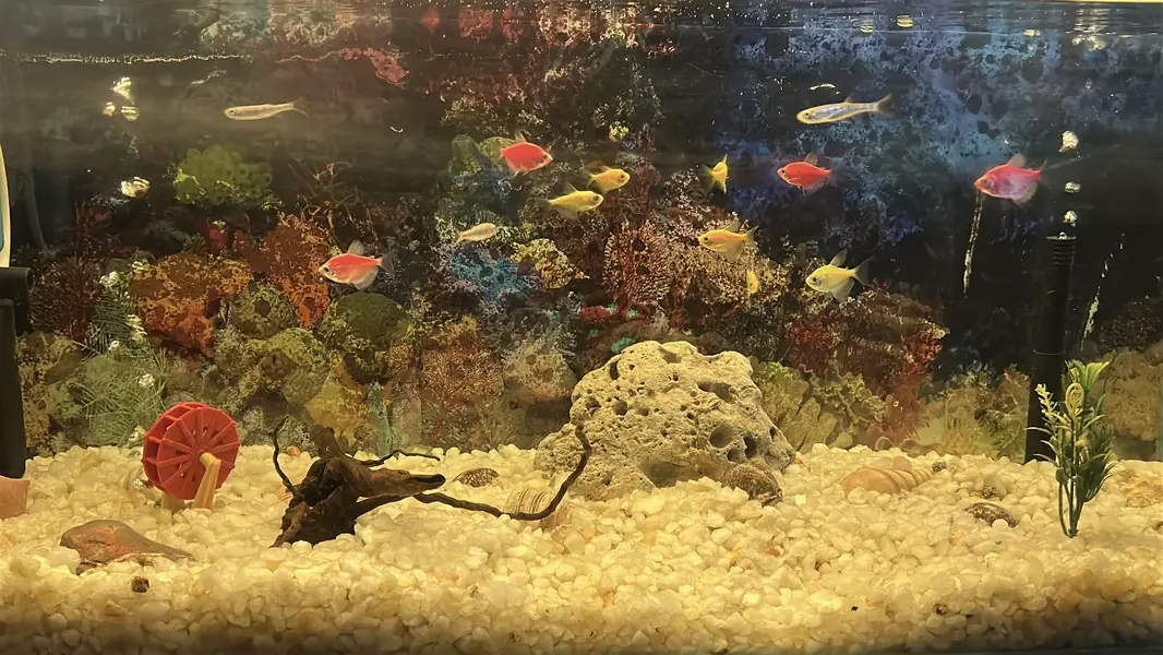 Fish Aquarium — photo 5