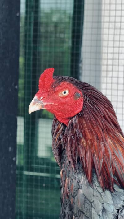 high quality lakha breeder avb