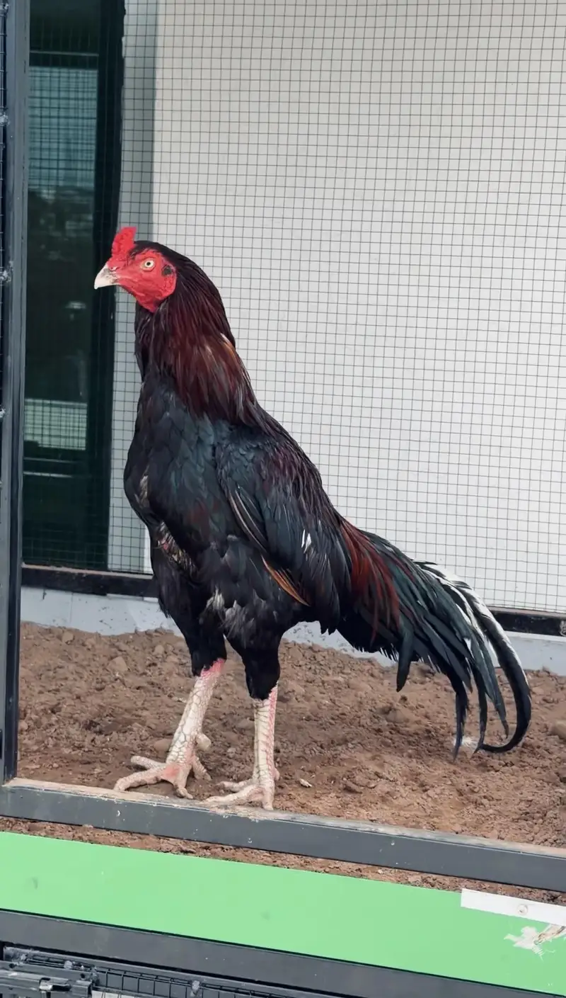 high quality lakha breeder avb — photo 2