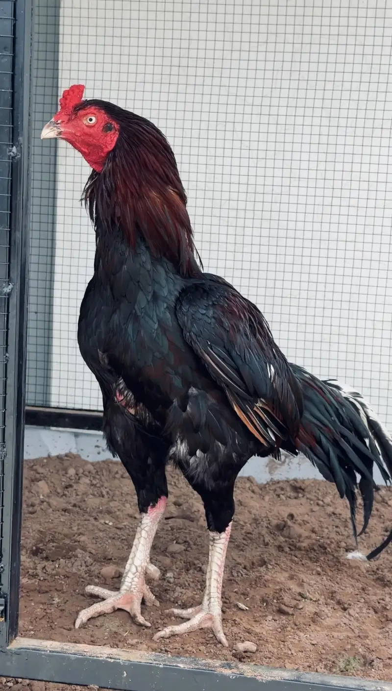 high quality lakha breeder avb — photo 3