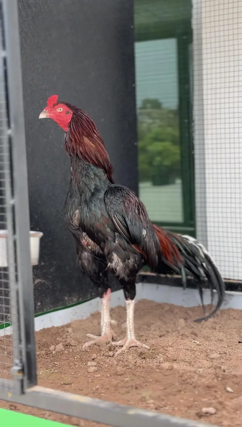 high quality lakha breeder avb — photo 4