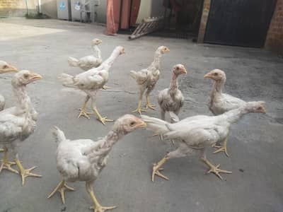 PURE WHITE HOME BREED ASEEL PHATHY PHATHIYAAN AVAILABLE