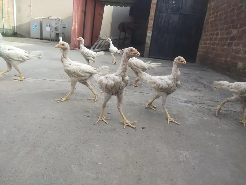 PURE WHITE HOME BREED ASEEL PHATHY PHATHIYAAN AVAILABLE — photo 2