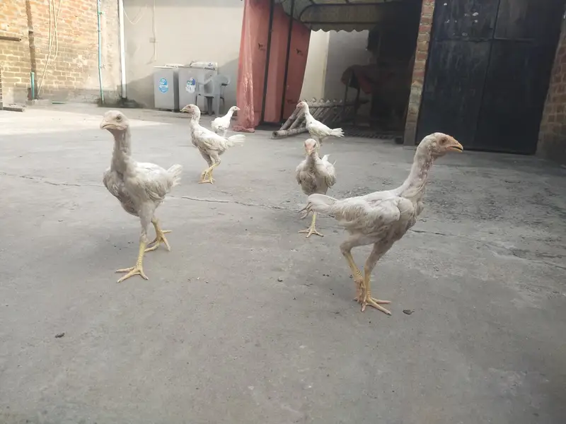 PURE WHITE HOME BREED ASEEL PHATHY PHATHIYAAN AVAILABLE — photo 3