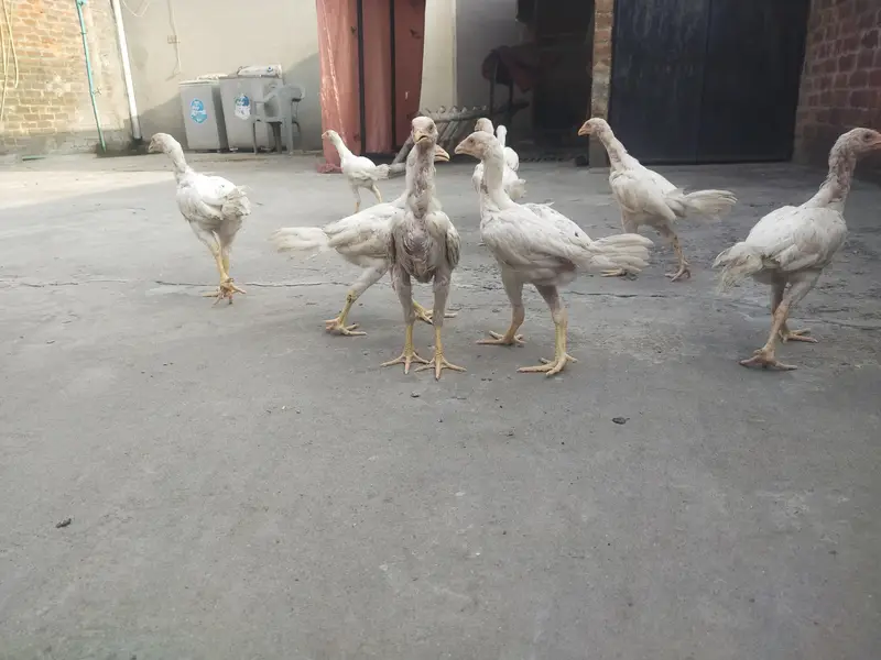 PURE WHITE HOME BREED ASEEL PHATHY PHATHIYAAN AVAILABLE — photo 5