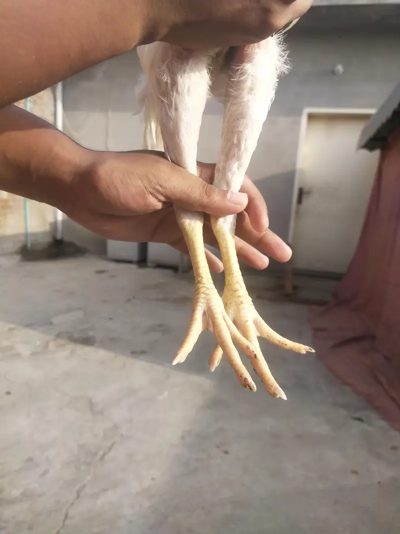 PURE WHITE HOME BREED ASEEL PHATHY PHATHIYAAN AVAILABLE — photo 7