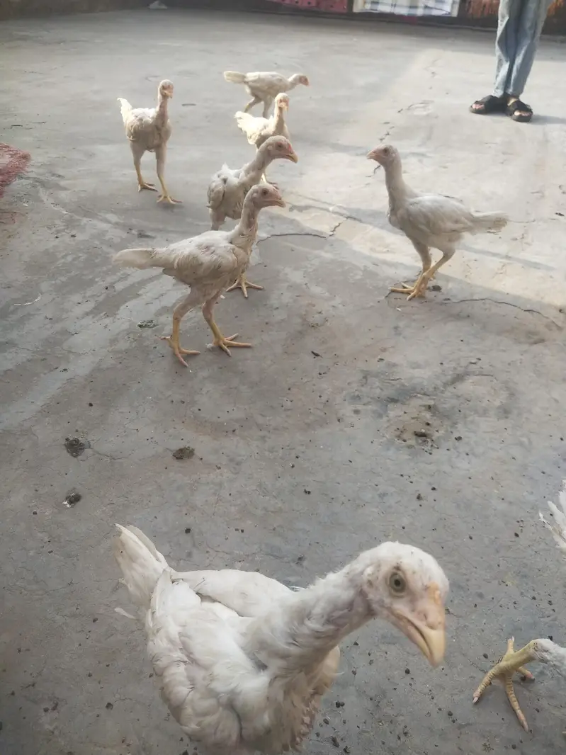 PURE WHITE HOME BREED ASEEL PHATHY PHATHIYAAN AVAILABLE — photo 8
