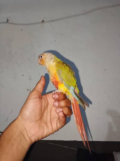 semi tame pair urgent sale 03316904995