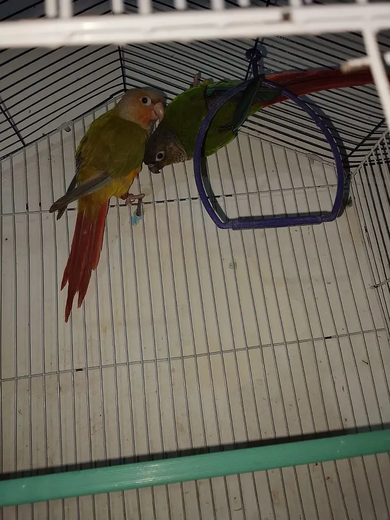 semi tame pair urgent sale 03316904995 — photo 2