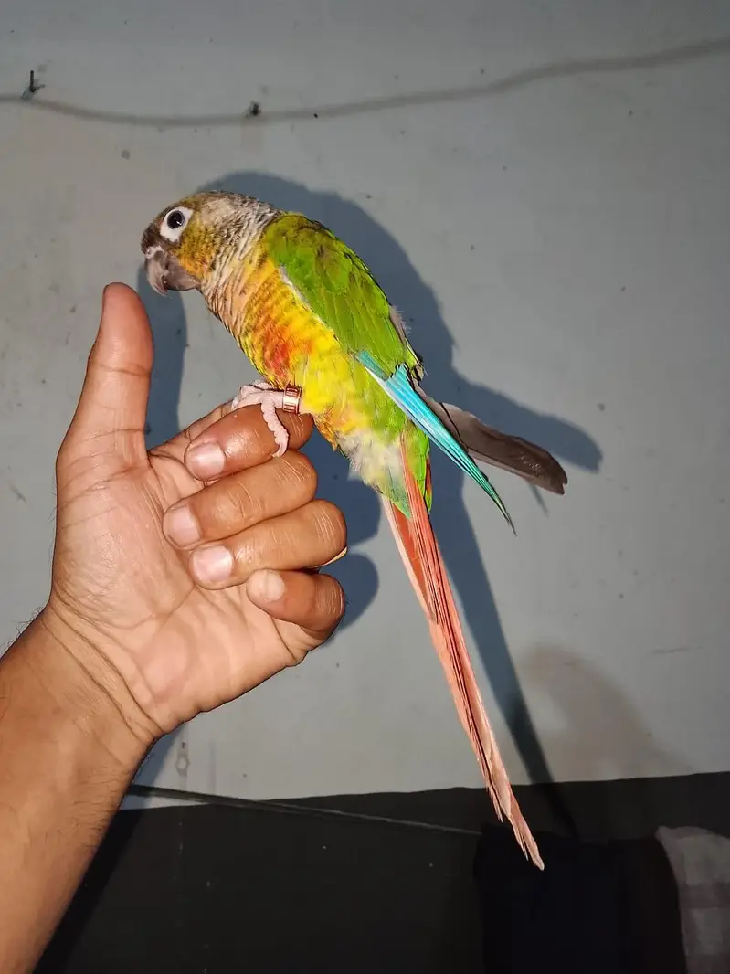 semi tame pair urgent sale 03316904995 — photo 3