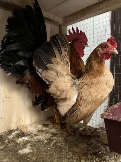 Blue Molted Japanese+Porcelin Bantam+American Serama