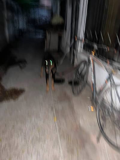 dog for sale very good condition does not bite