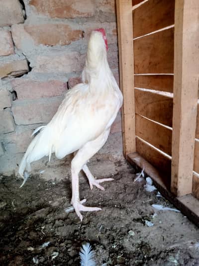 boska heera aseel