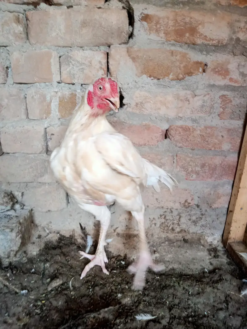 boska heera aseel — photo 2