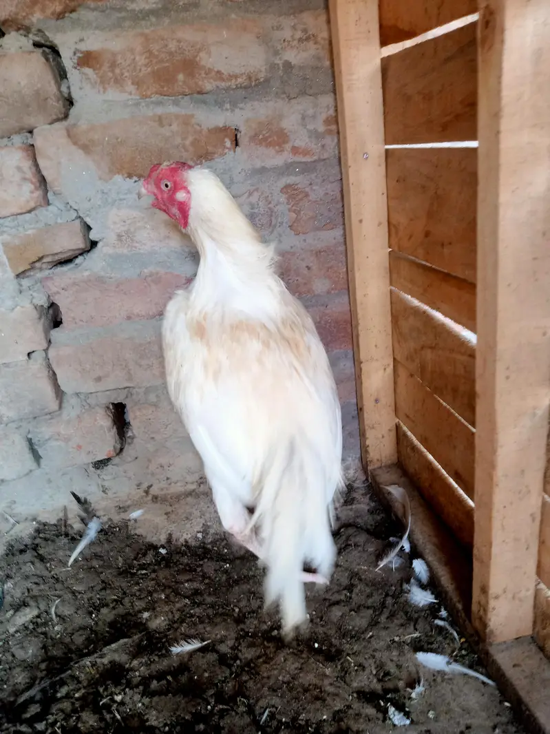 boska heera aseel — photo 3