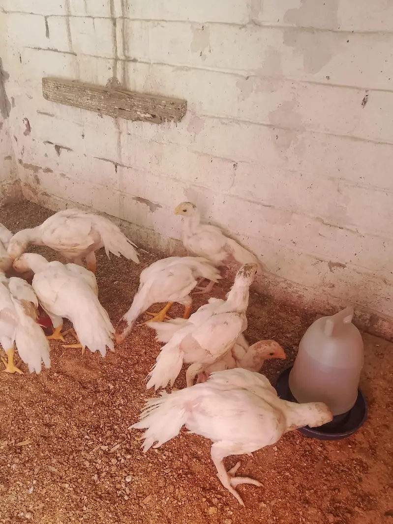 parrot beak long tail chicks — photo 2