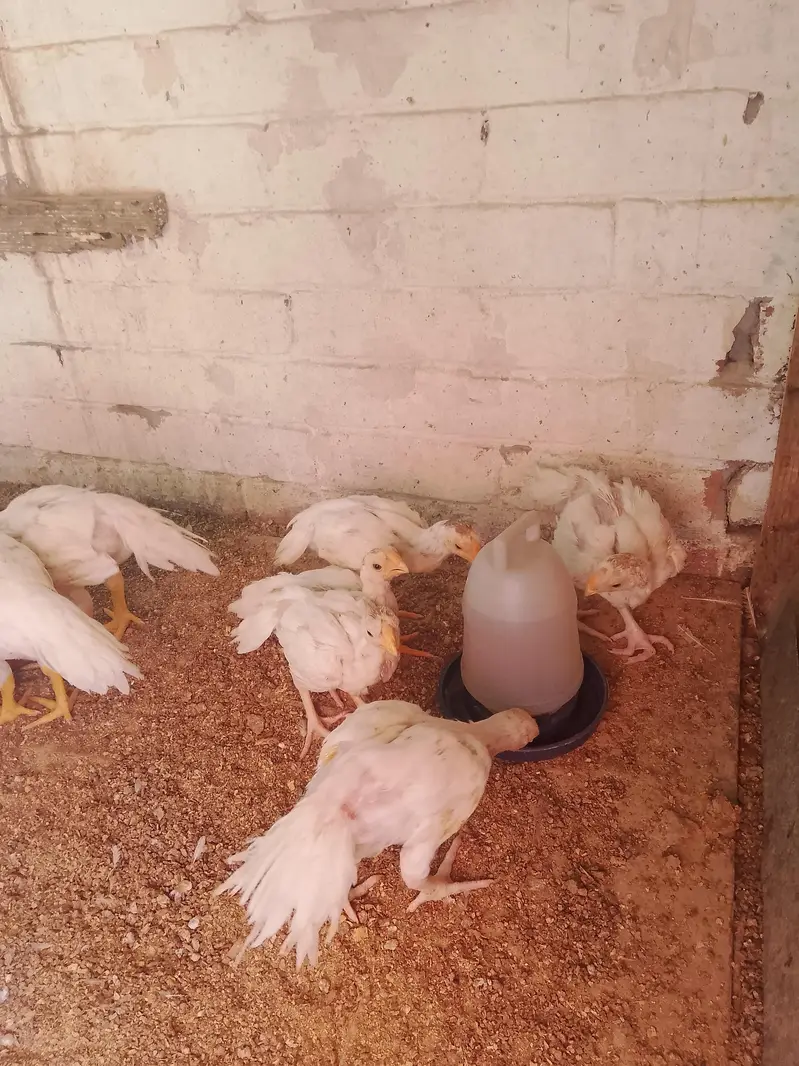 parrot beak long tail chicks — photo 3