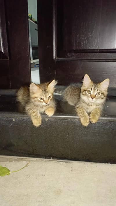 Pesian Female Cat with 2 kittens