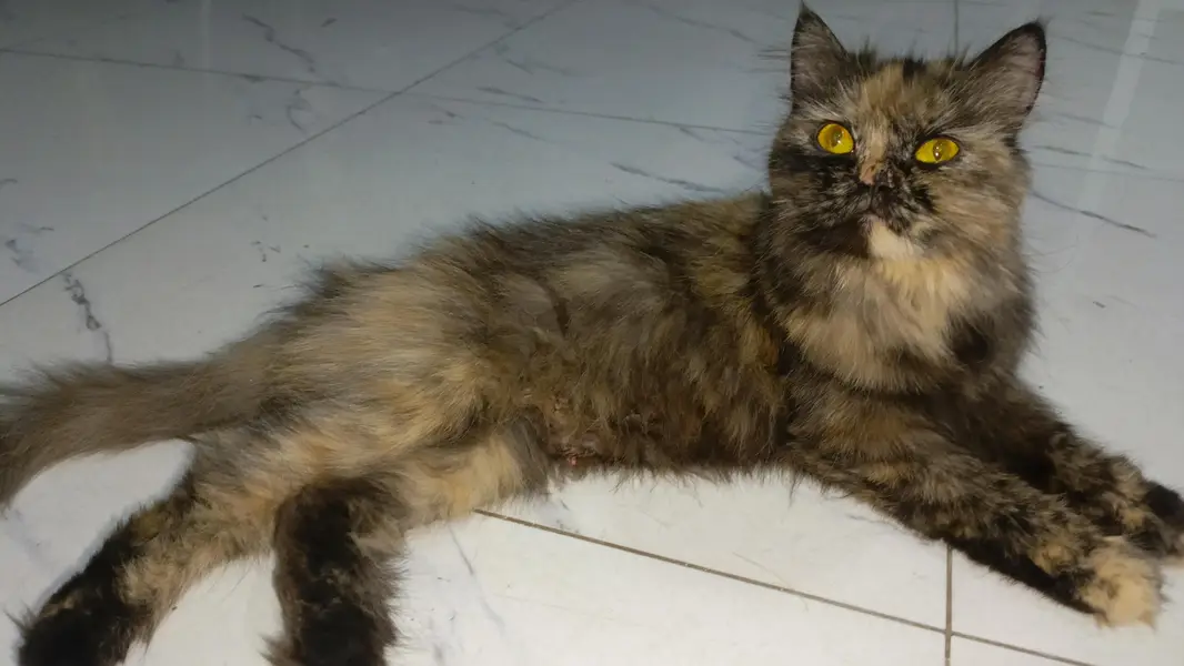 Pesian Female Cat with 2 kittens — photo 2
