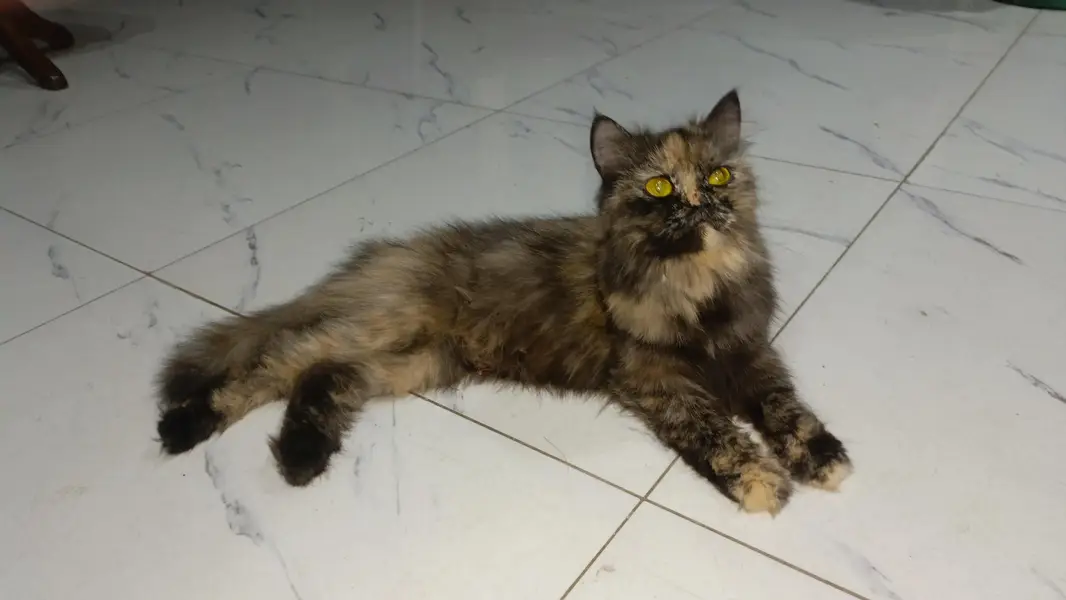Pesian Female Cat with 2 kittens — photo 3