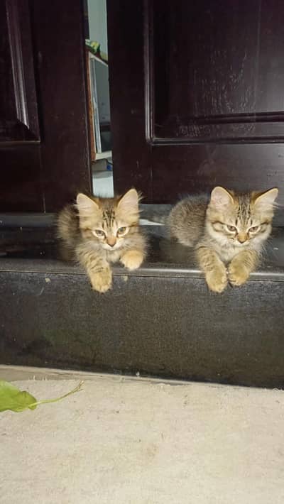 Pesian Female Cat with 2 kittens