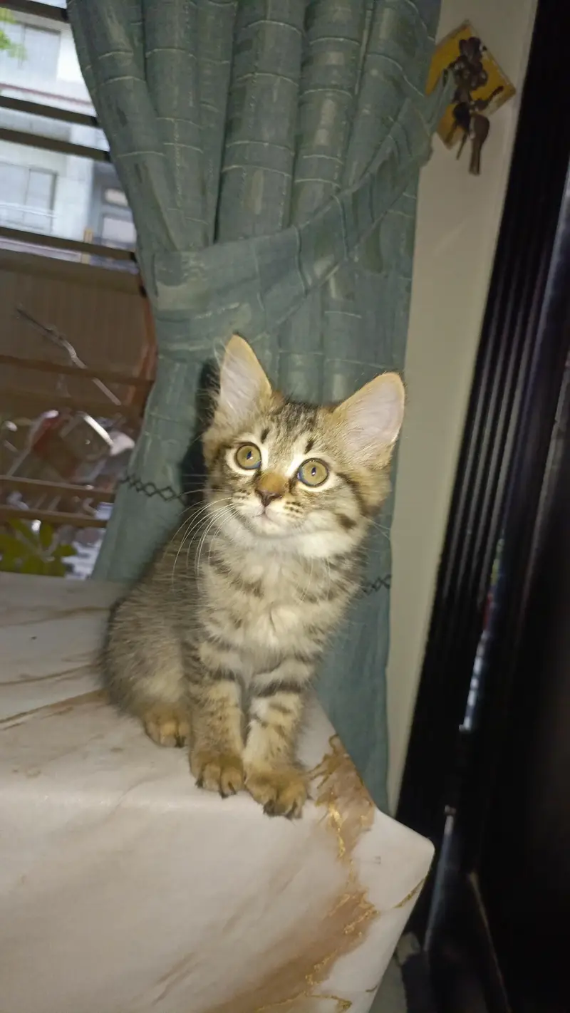 Pesian Female Cat with 2 kittens — photo 5