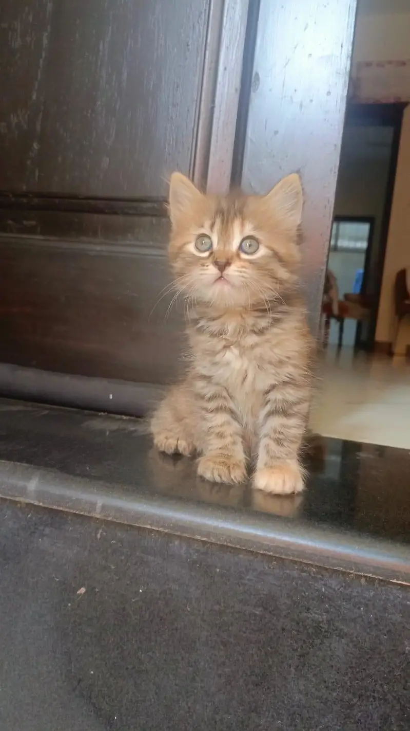 Pesian Female Cat with 2 kittens — photo 6