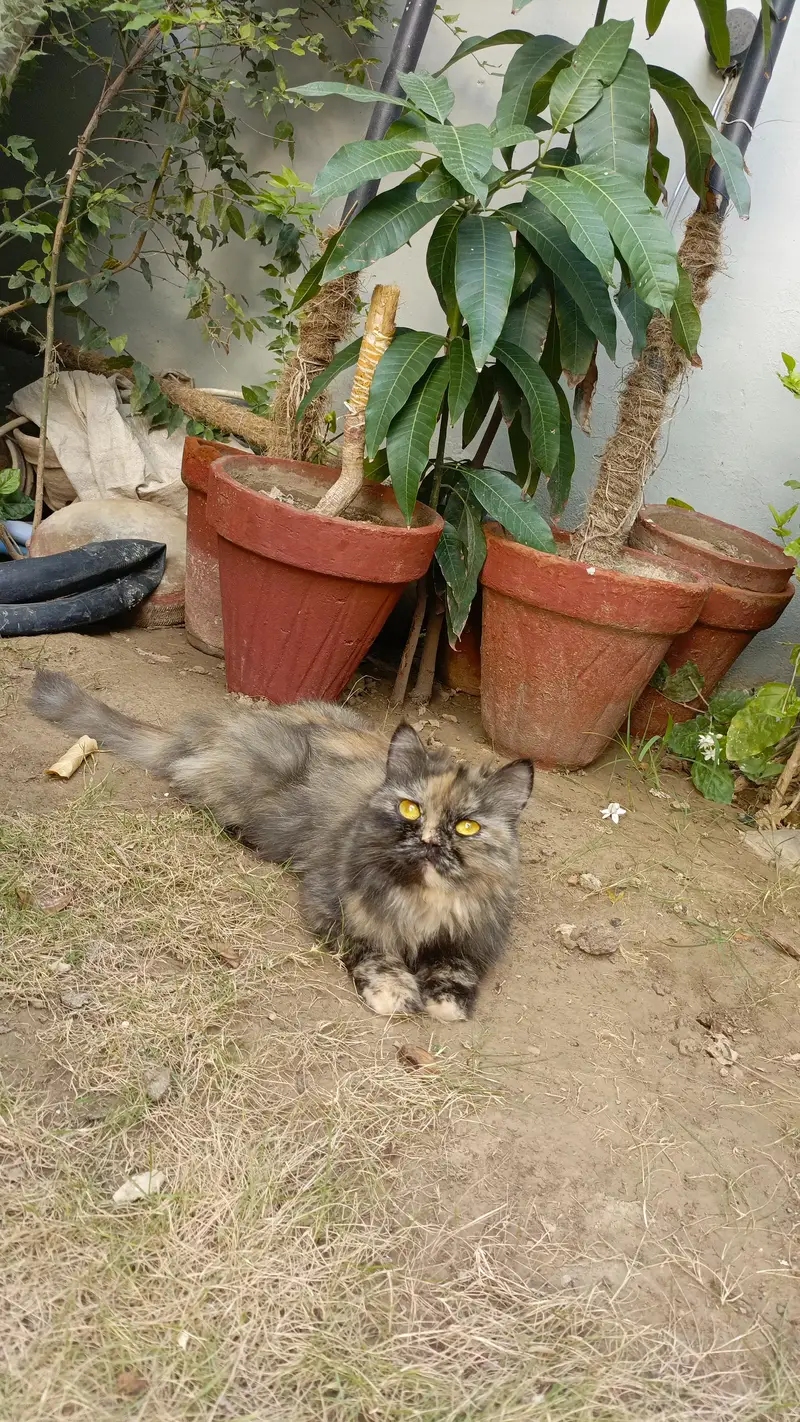Pesian Female Cat with 2 kittens — photo 7