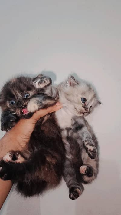 persian kittens