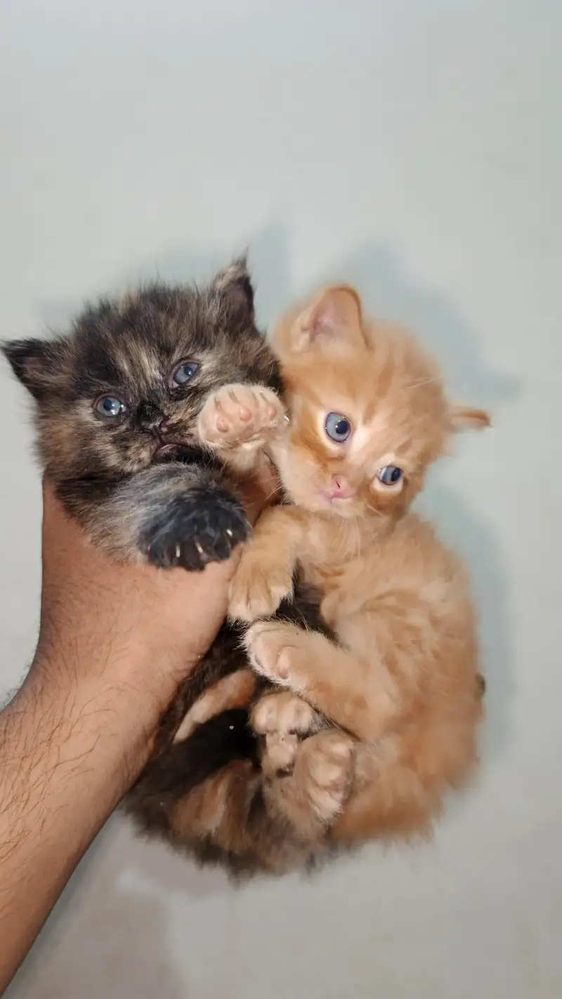 persian kittens — photo 2