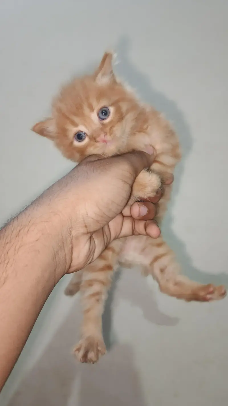 persian kittens — photo 3