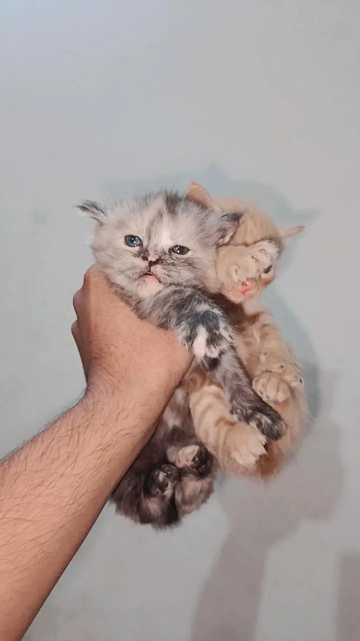 persian kittens — photo 4