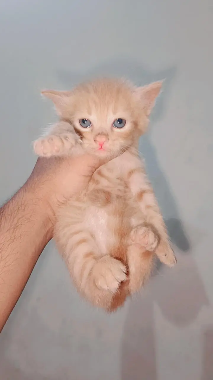 persian kittens — photo 6