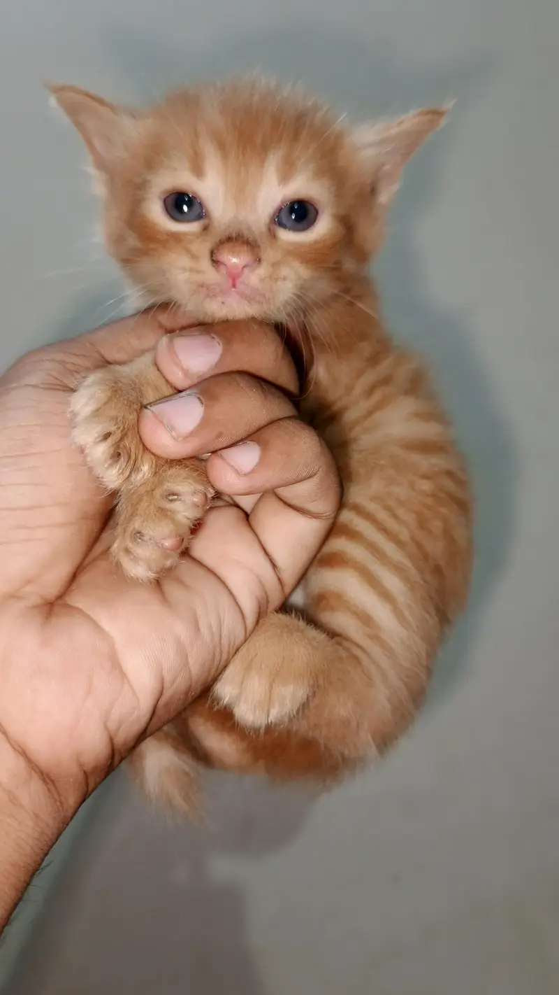 persian kittens — photo 7