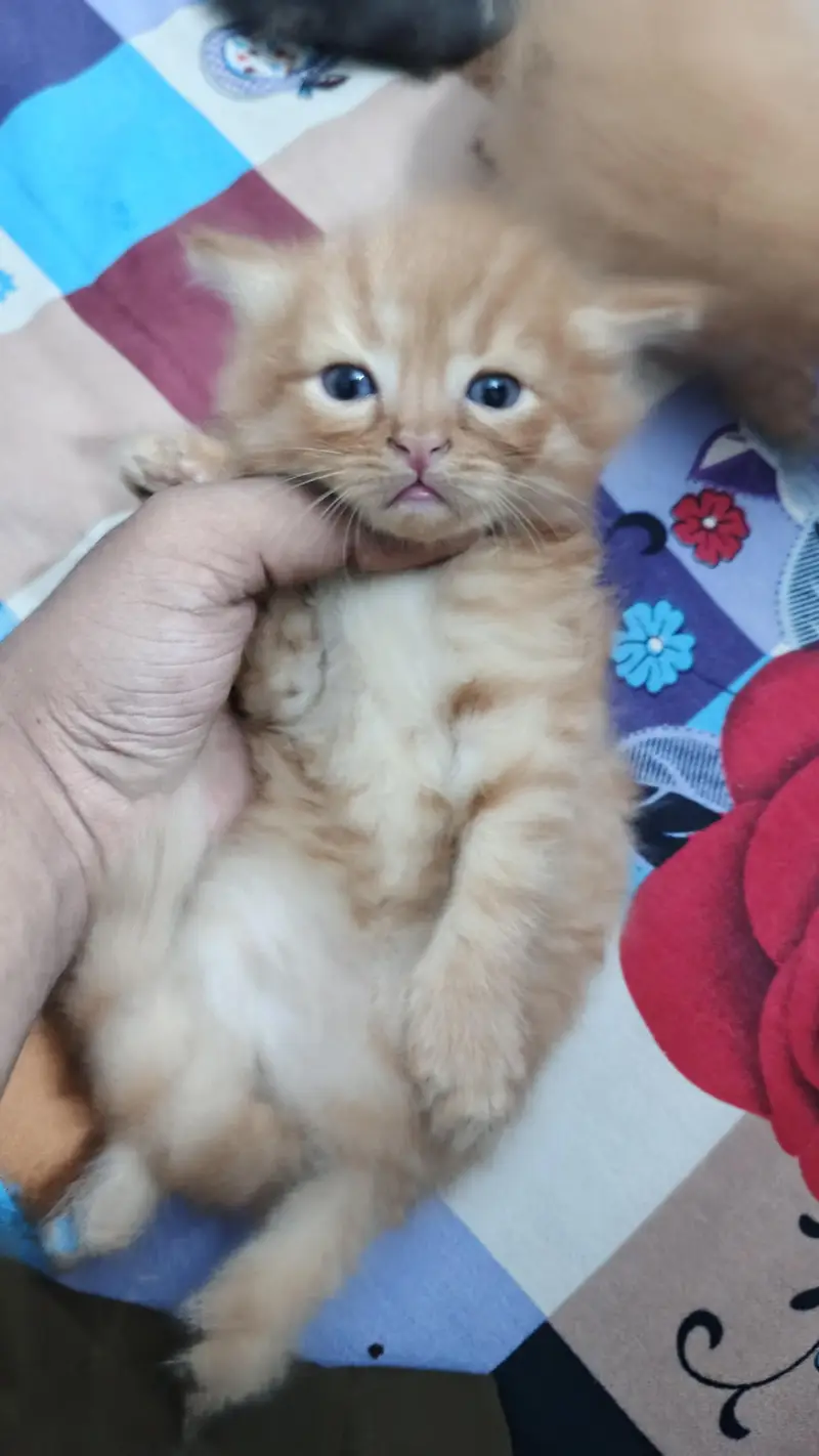 persian kittens — photo 8