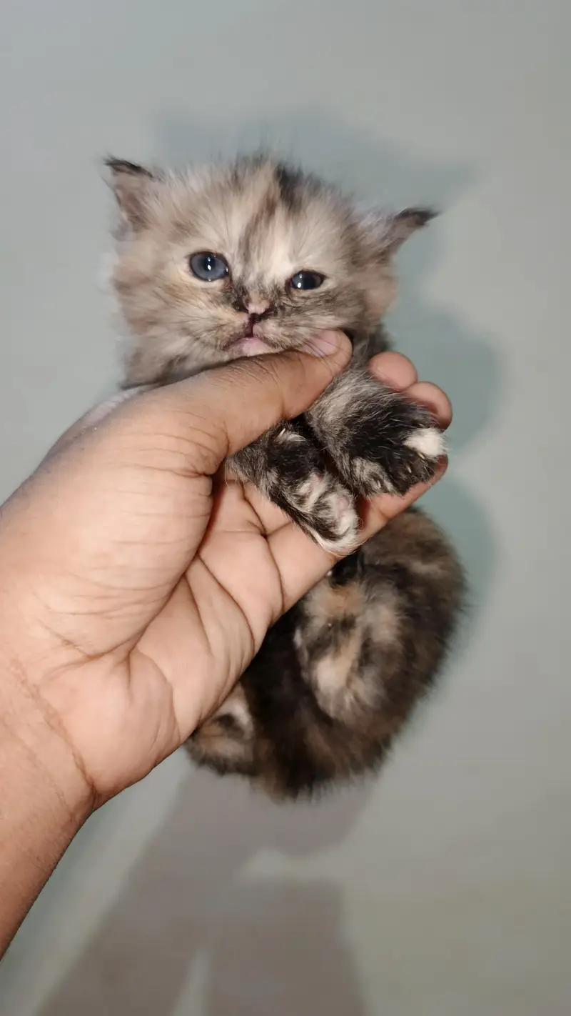 persian kittens — photo 9