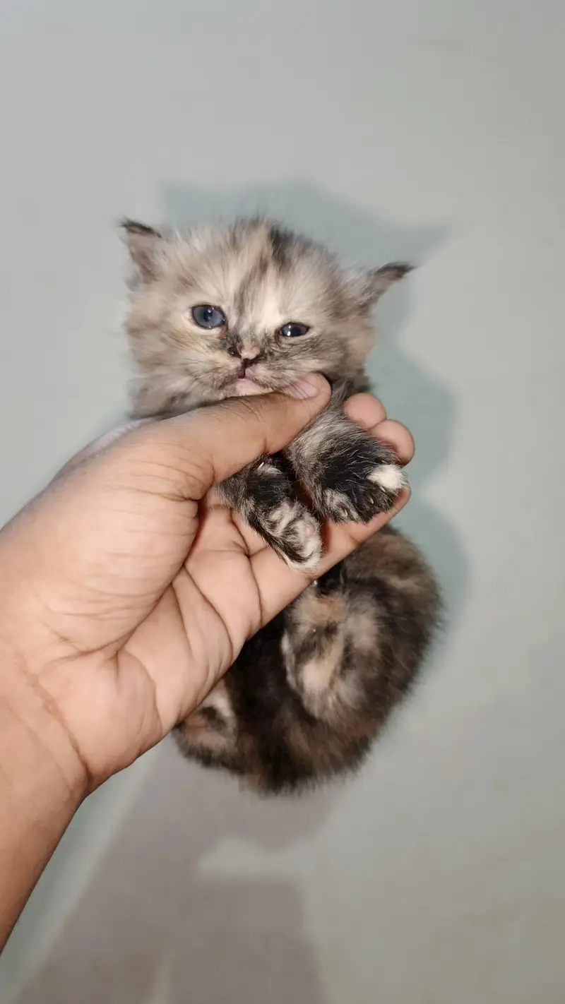 persian kittens — photo 10