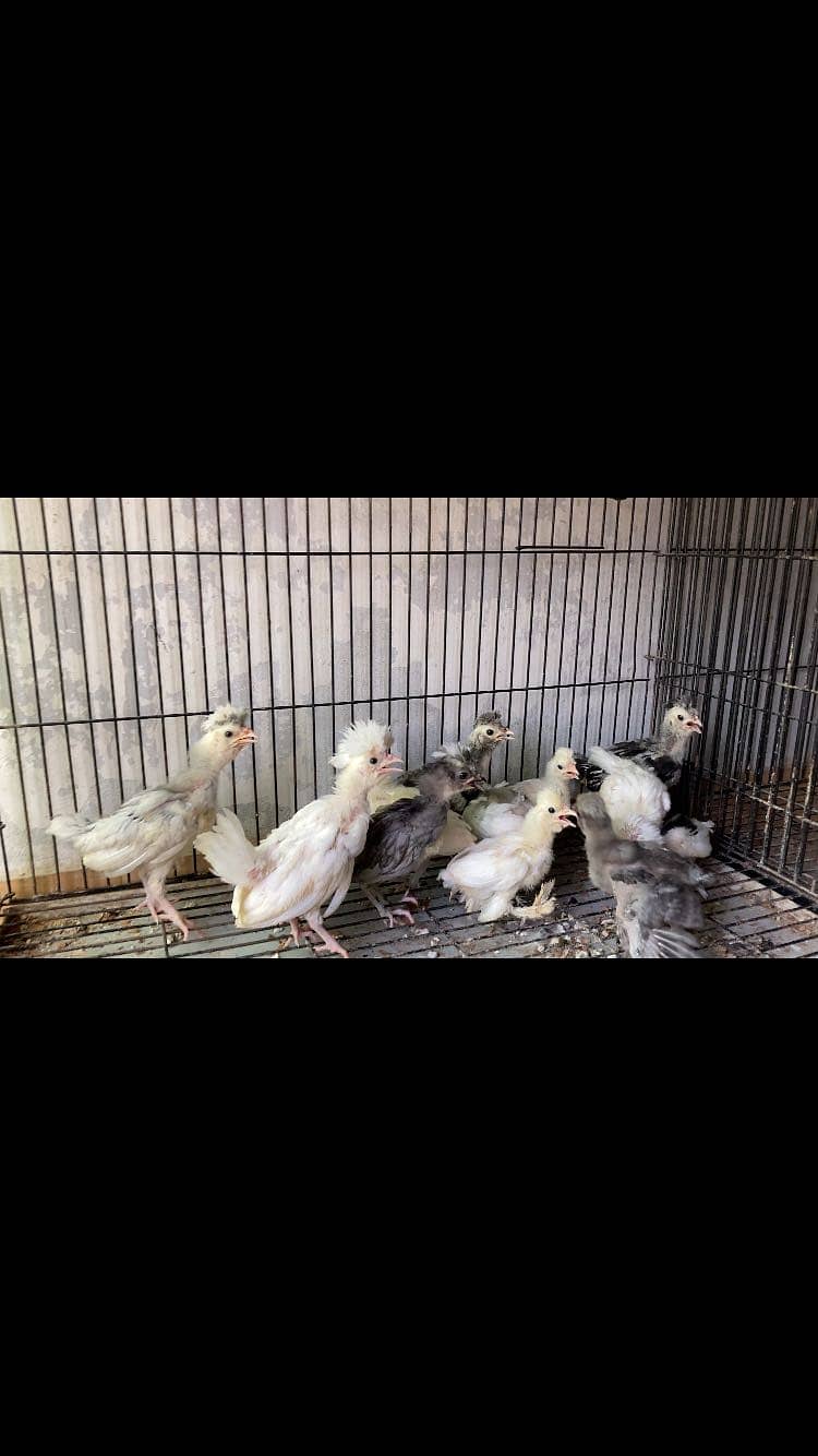 Polish chicks 0