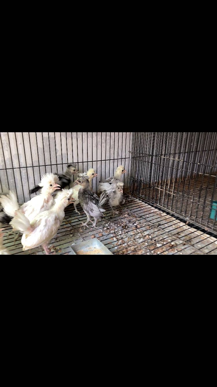 Polish chicks 1