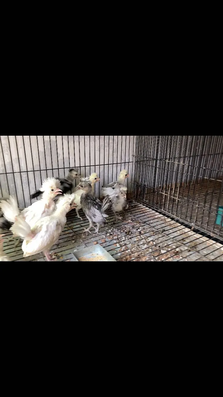 Polish chicks — photo 2