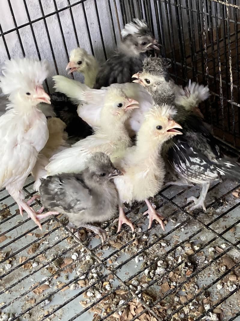 Polish chicks 2