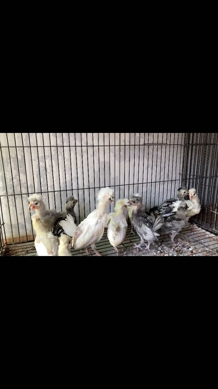 Polish chicks — photo 4