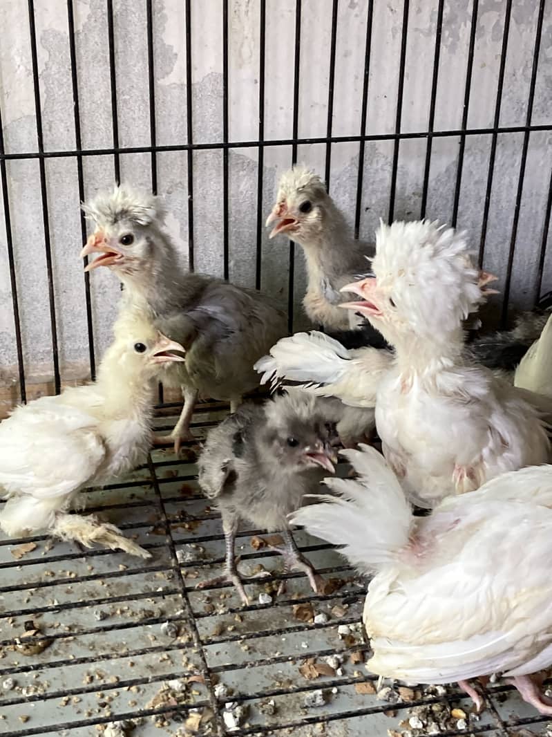Polish chicks 4