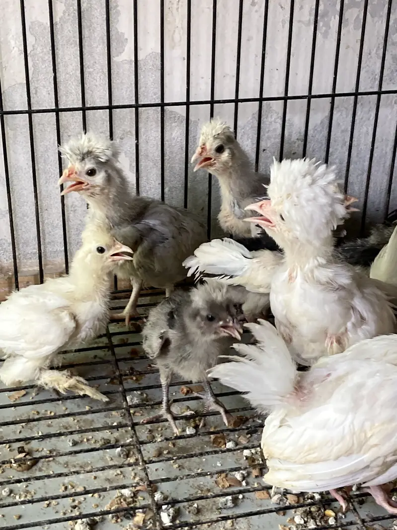 Polish chicks — photo 5